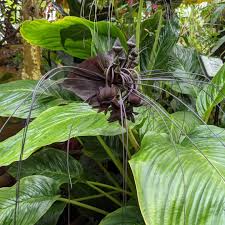 Image result for Tacca chantrieri