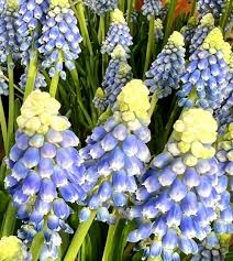 Attēlu rezultāti vaicājumam “Muscari armeniacum flower”