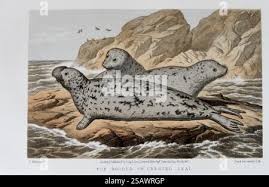 Image result for Cystophora cristata