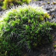 Attēlu rezultāti vaicājumam “Grimmia muehlenbeckii”