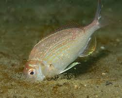 Image result for Stenotomus chrysops