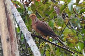 Attēlu rezultāti vaicājumam “Collaria rubens macro”