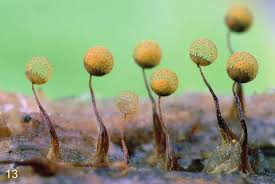 Attēlu rezultāti vaicājumam “Cribraria aurantiaca var. persoonii macro”