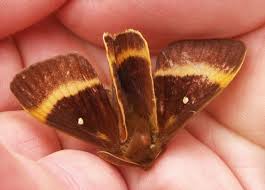 Attēlu rezultāti vaicājumam “Lasiocampa quercus”