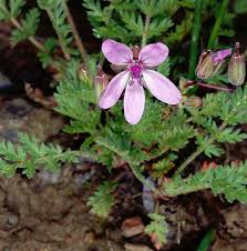 Attēlu rezultāti vaicājumam “Erodium cicutarium”