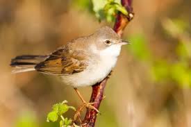 Attēlu rezultāti vaicājumam “Sylvia communis”