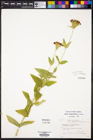 Attēlu rezultāti vaicājumam “Silene chalcedonica leaf”