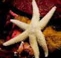 Echinoderms