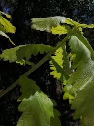 Attēlu rezultāti vaicājumam “Quercus robur leaf”
