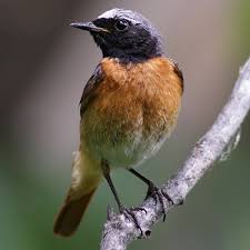 Attēlu rezultāti vaicājumam “Phoenicurus phoenicurus”