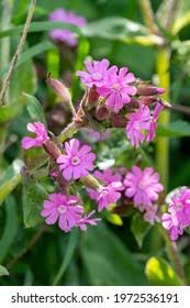 Image result for Silene dioica