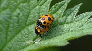 Attēlu rezultāti vaicājumam “Hippodamia notata”