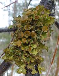 Attēlu rezultāti vaicājumam “Melanohalea olivacea”