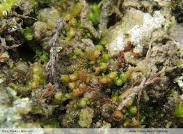 Attēlu rezultāti vaicājumam “Nardia geoscyphus”