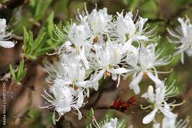 Attēlu rezultāti vaicājumam “Rhododendron canadense flower”