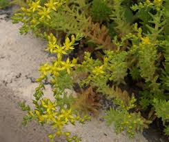 Attēlu rezultāti vaicājumam “Sedum sexangulare flower”