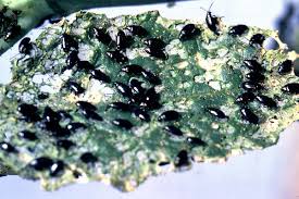 Attēlu rezultāti vaicājumam “Phyllotreta sp.”