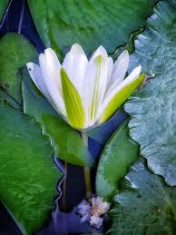Attēlu rezultāti vaicājumam “Nymphaea alba flower”
