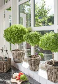 Image result for Basilikum