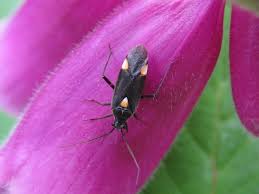 Attēlu rezultāti vaicājumam “Capsodes gothicus”