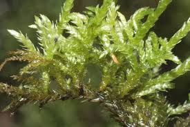 Attēlu rezultāti vaicājumam “Brachythecium rivulare”