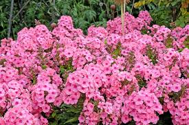 Image result for Phlox drummondii