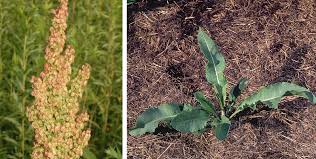 Attēlu rezultāti vaicājumam “Rumex crispus”