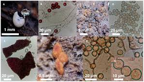 Attēlu rezultāti vaicājumam “Oligonema favogineum spores”