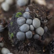 Attēlu rezultāti vaicājumam “Lycogala cf. fossiculatum young”