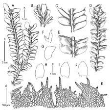 Attēlu rezultāti vaicājumam “Jamesoniella autumnalis”