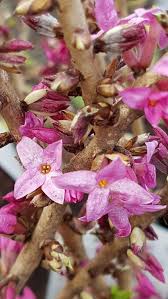 Attēlu rezultāti vaicājumam “Daphne mezereum flower”