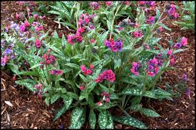 Attēlu rezultāti vaicājumam “Pulmonaria saccharata”