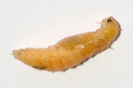 Attēlu rezultāti vaicājumam “Denticollis linearis”