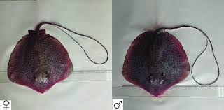 Image result for Himantura uarnak