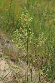 Attēlu rezultāti vaicājumam “Silene borysthenica flower”