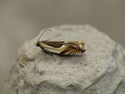 Attēlu rezultāti vaicājumam “Ancylis badiana”