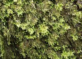 Attēlu rezultāti vaicājumam “Thamnobryum subserratum”