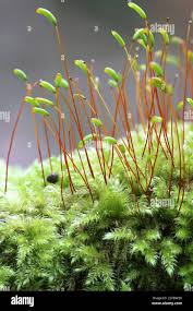 Attēlu rezultāti vaicājumam “Herzogiella seligeri”