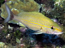 Image result for Haemulon aurolineatum