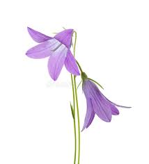 Attēlu rezultāti vaicājumam “Campanula patula fruit”