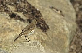 Image result for Anthus spinoletta