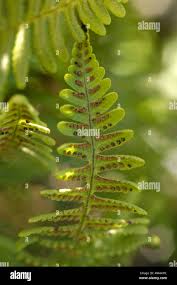 Attēlu rezultāti vaicājumam “Gymnocarpium robertianum”