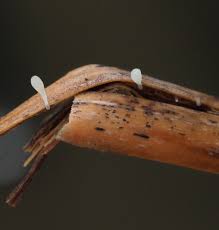 Attēlu rezultāti vaicājumam “Typhula erythropus”
