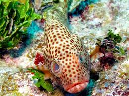 Image result for Epinephelus guttatus