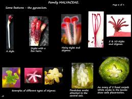 Attēlu rezultāti vaicājumam “Malvaceae”