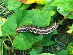 Attēlu rezultāti vaicājumam “Agrius convolvuli”