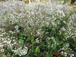 Attēlu rezultāti vaicājumam “Valerianaceae”