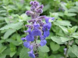 Attēlu rezultāti vaicājumam “Nepeta x faassenii leaf”