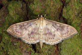 Attēlu rezultāti vaicājumam “Anania lancealis”