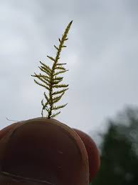 Attēlu rezultāti vaicājumam “Cratoneuron filicinum”